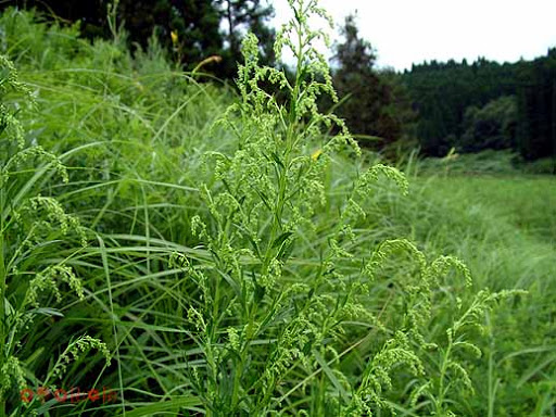 Cây Ngải Nhật. Artemisia japonica Thunb. - Cây Thuốc Nam Quanh Ta
